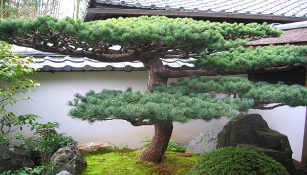 pine bonsai at their summer cottage
