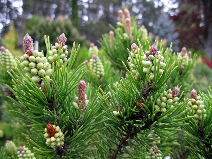 Pinus gunung Mugus menanam tanah