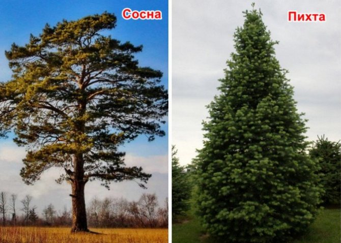 Pine and fir