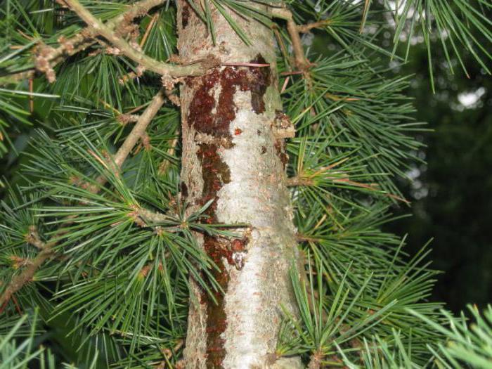 pine cedar planting and care