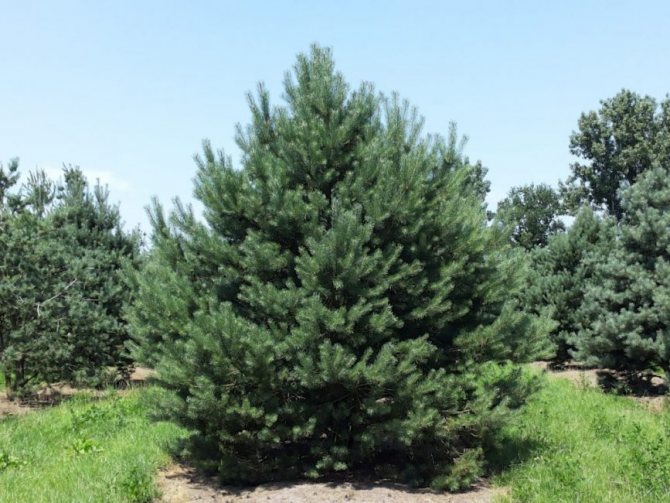 Norwegian pine