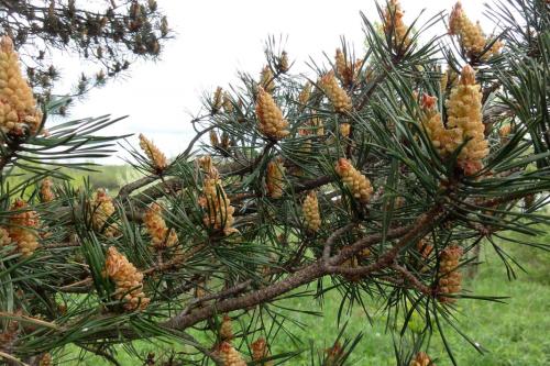 Scots pine. Pine - kapaki-pakinabang na mga pag-aari at contraindications