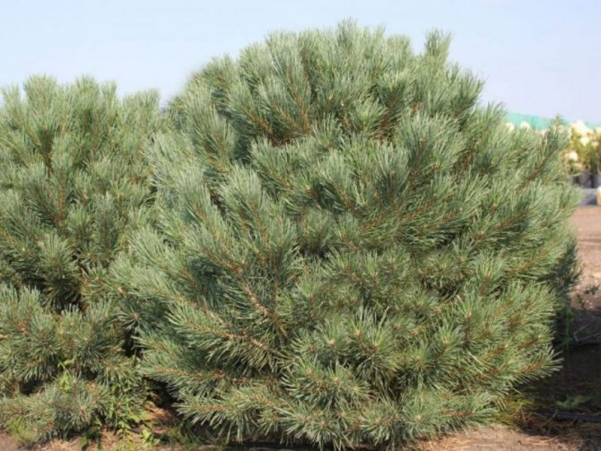 Scots pine Vatereri