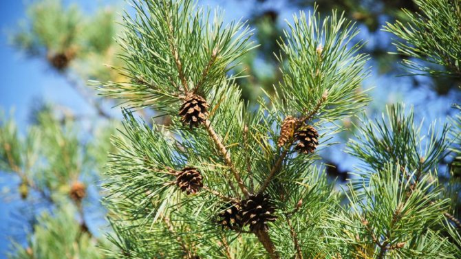 Pine description and types