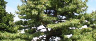 Weymouth Pine