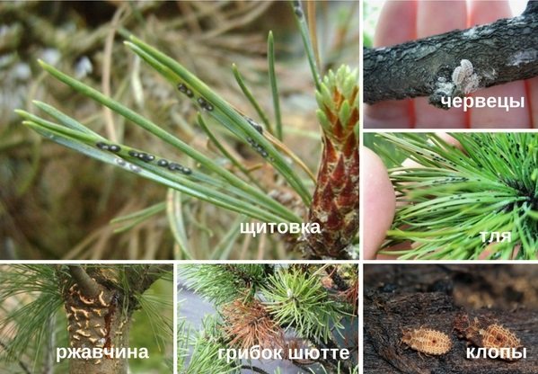 Pine diseases and pests