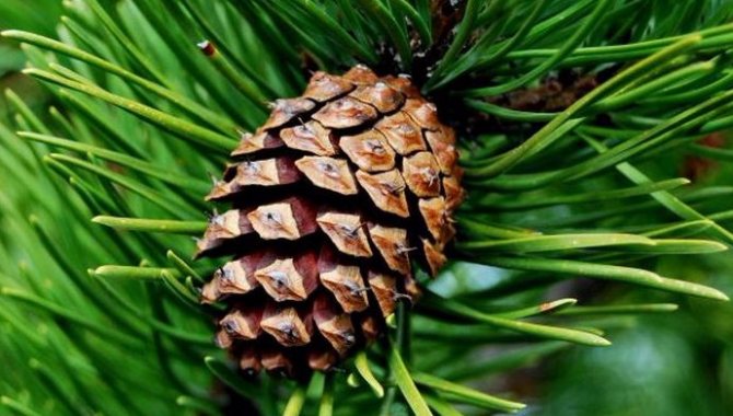 Mga pine cone