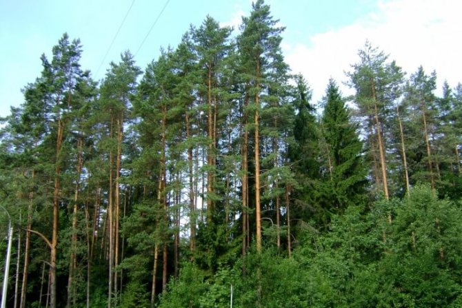 pădure de conifere