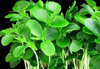 The composition and beneficial properties of watercress - highlights