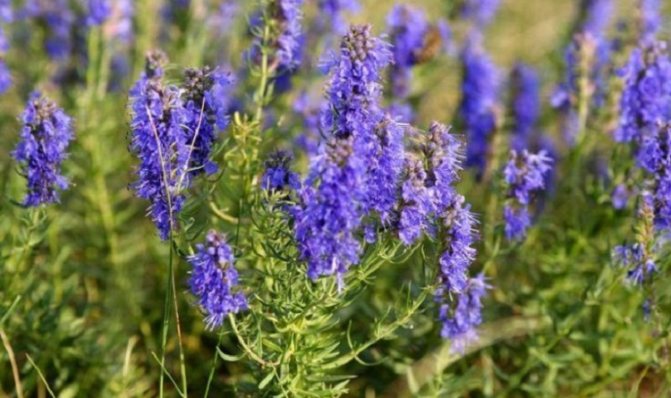 The composition and useful properties of the hyssop plant - highlights