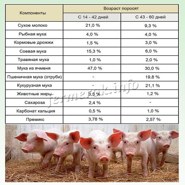 Komposisyon ng compound feed para sa mga piglet na porsyento