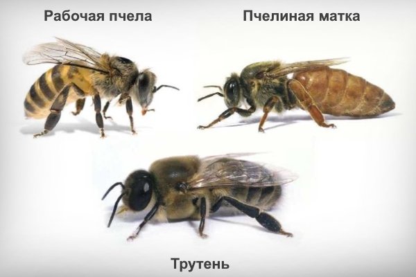 Състав на пчелното семейство
