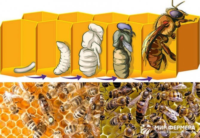 Zusammensetzung der Bienenkolonie