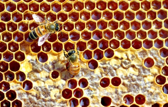 Plástev s včelami