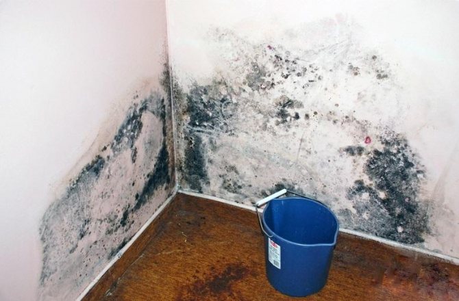 Petua bagaimana merawat kertas dinding atau dinding plaster dari kulat dan cendawan sebelum kertas dinding