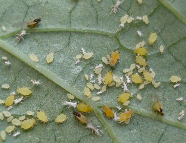 Tips om hur man kan bli av med bladlus på gurkor