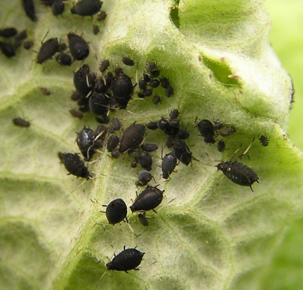 Tips on how to get rid of aphids on cucumbers