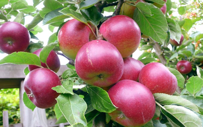 نصائح لتسميد أشجار التفاح