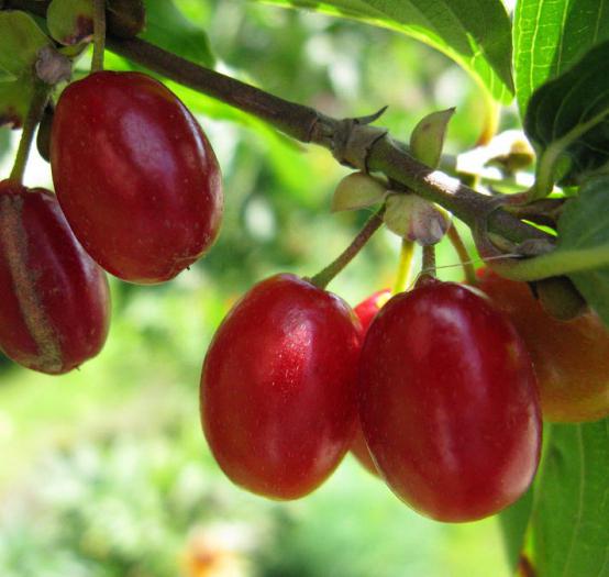 kompatibilitet med fruktträd och buskar i trädgården