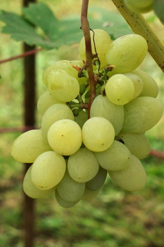 Compatibility of grapes with other plants