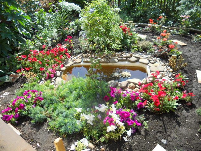 Un iaz de grădină realizat dintr-o cadă săpată sau altă capacitate mare arată modern și elegant, dacă marginile sale sunt acoperite cu pietricele