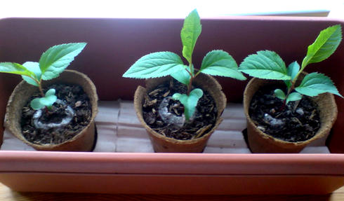 very young rootstocks grown from apple seeds