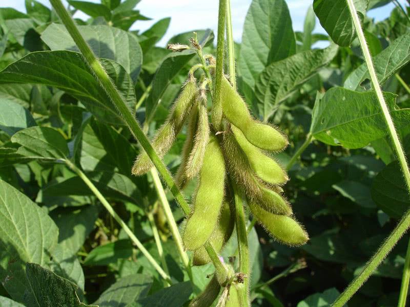 Soybean green manure