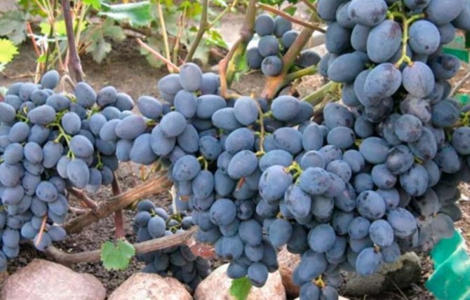 The grapes ripen early enough, which is important for regions with a short summer period