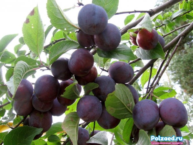 Nabubulusok na mga plum