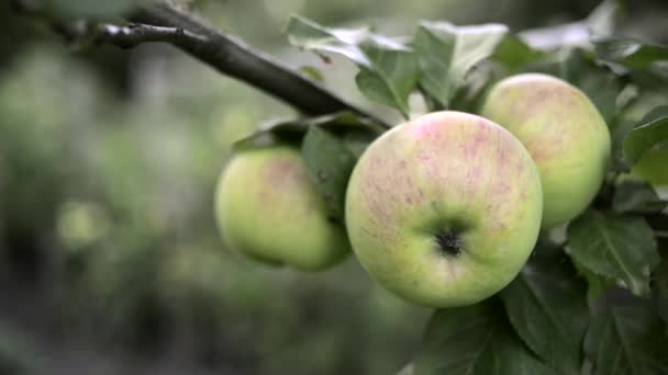 Mognande äpplen