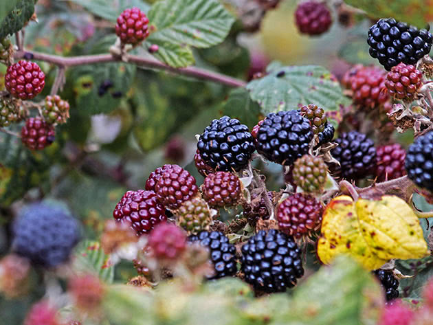 Pag-ripening ng mga blackberry sa isang bush