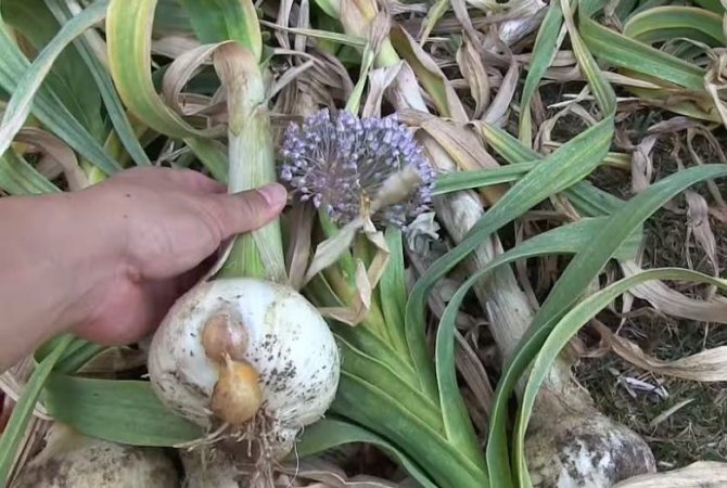 Ripe onion with babies