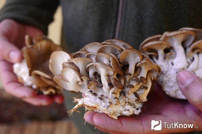Ripe oyster mushrooms