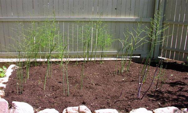 asparagus in the nursery