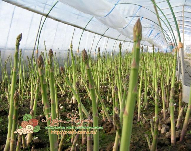 Paglilinang ng greenhouse ng mga asparagus beans