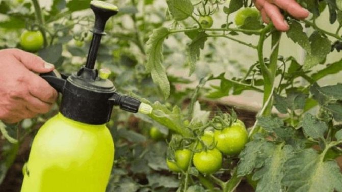Ние сами спасяваме реколтата от домати - вредители от домати в оранжерията и методи за справяне с тях