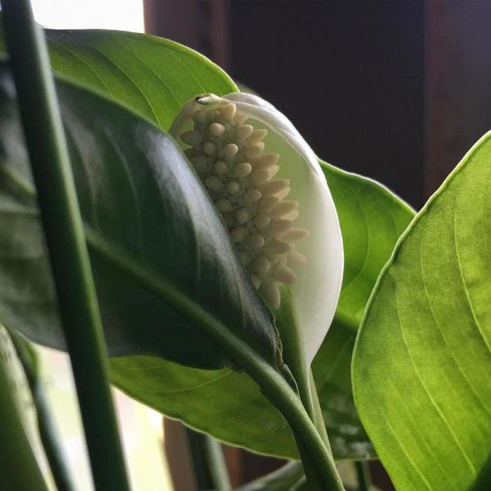 spathiphyllum photo female happiness omens and superstitions