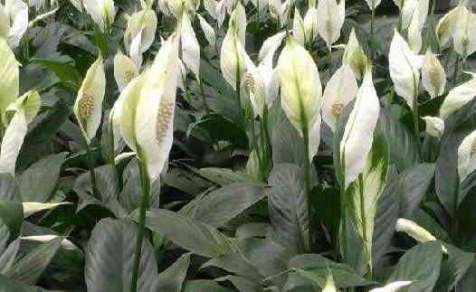 spathiphyllum photo female happiness omens and superstitions