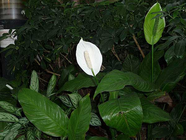 cannoli spathiphyllum