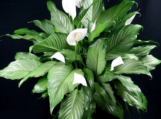 Spathiphyllum does not bloom what to do