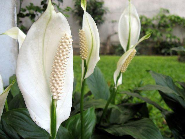 spathiphyllum picasso home care