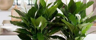 spathiphyllum omens and superstitions