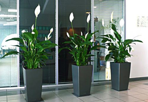 Spathiphyllum - superstitions and omens where you can put