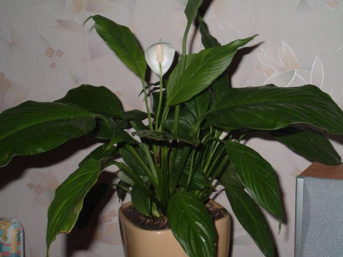 spathiphyllum care and reproduction