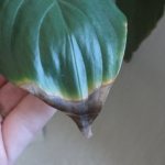 spathiphyllum leaves turn yellow what to do