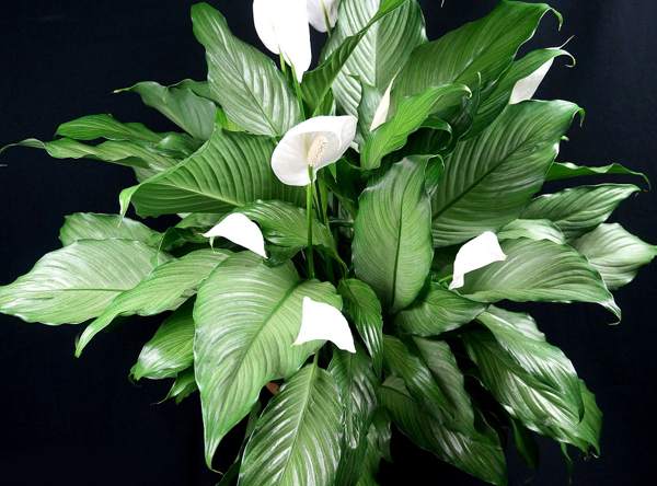 spathiphyllum female happiness signs
