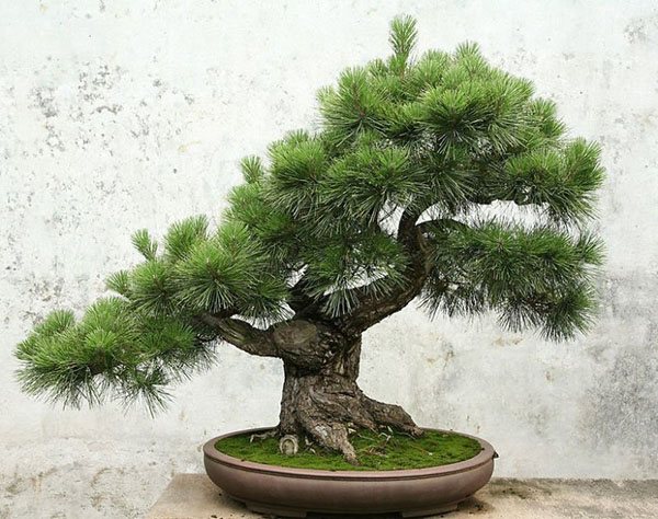 espesyal na mangkok para sa pine bonsai