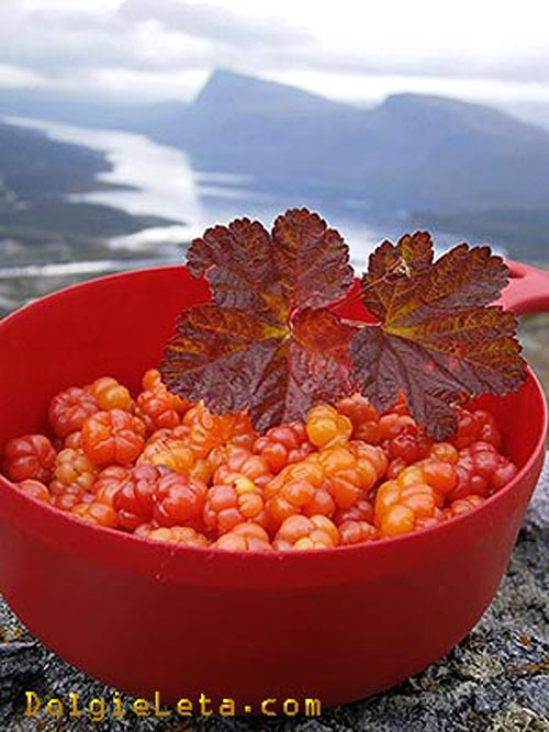 Cloudberi masak dengan daun dalam mangkuk merah di latar belakang alam