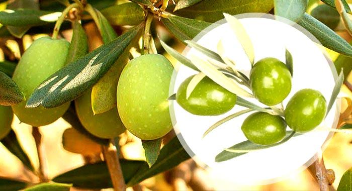 ripe olive