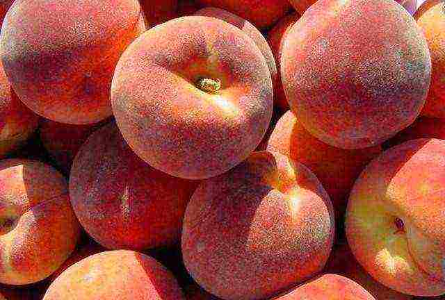buah persik masak